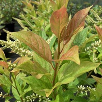 Itea virginica 